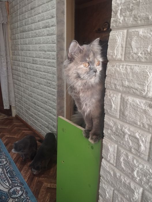 Продаётся девочка Скоттиш страйт