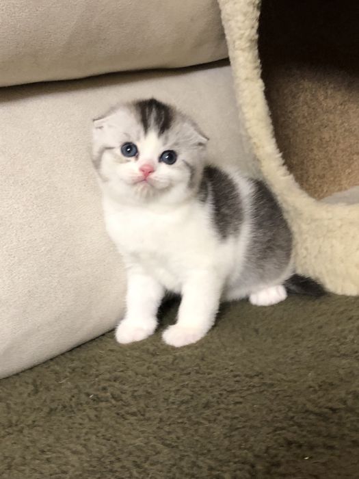 Шотландские котята!