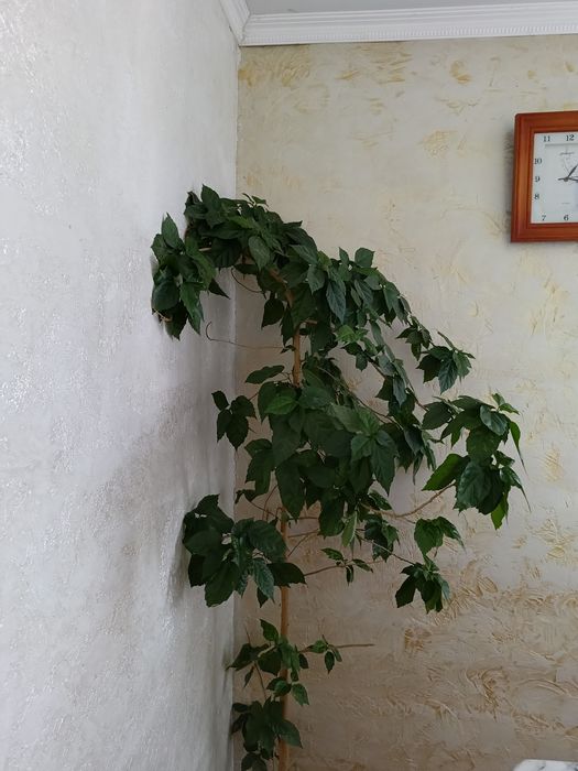 Растения Китайская роза