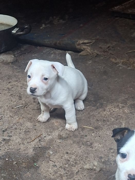 Джак ръсел териер