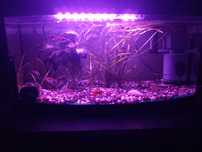 Acvariu 60 litri