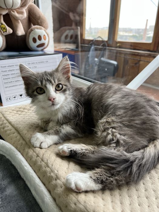 Отдам котят в добрые руки