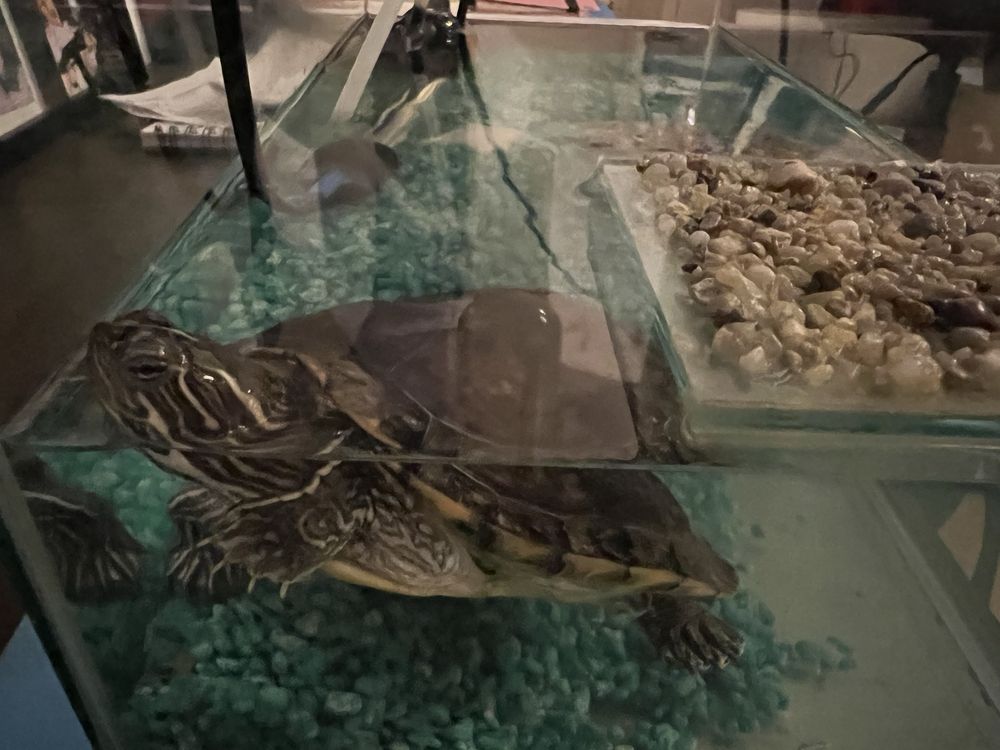 Broasca testoasa cu acvariu de sticla, incalzitor si filtru!