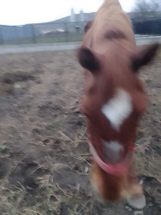 Vând o iapa mai batrană