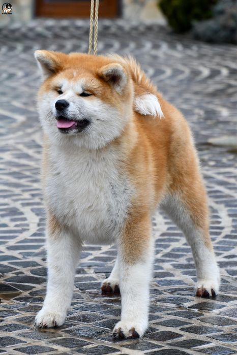 Akita Inu femelea TOP, linie import Japonia