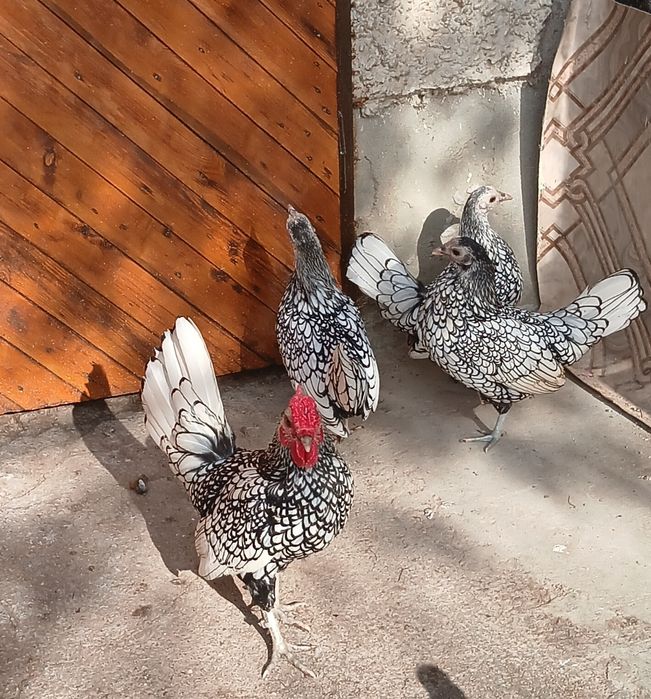 Сребърен зибрайт кокошки и петленца