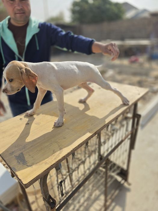 Продам шенки поинтера