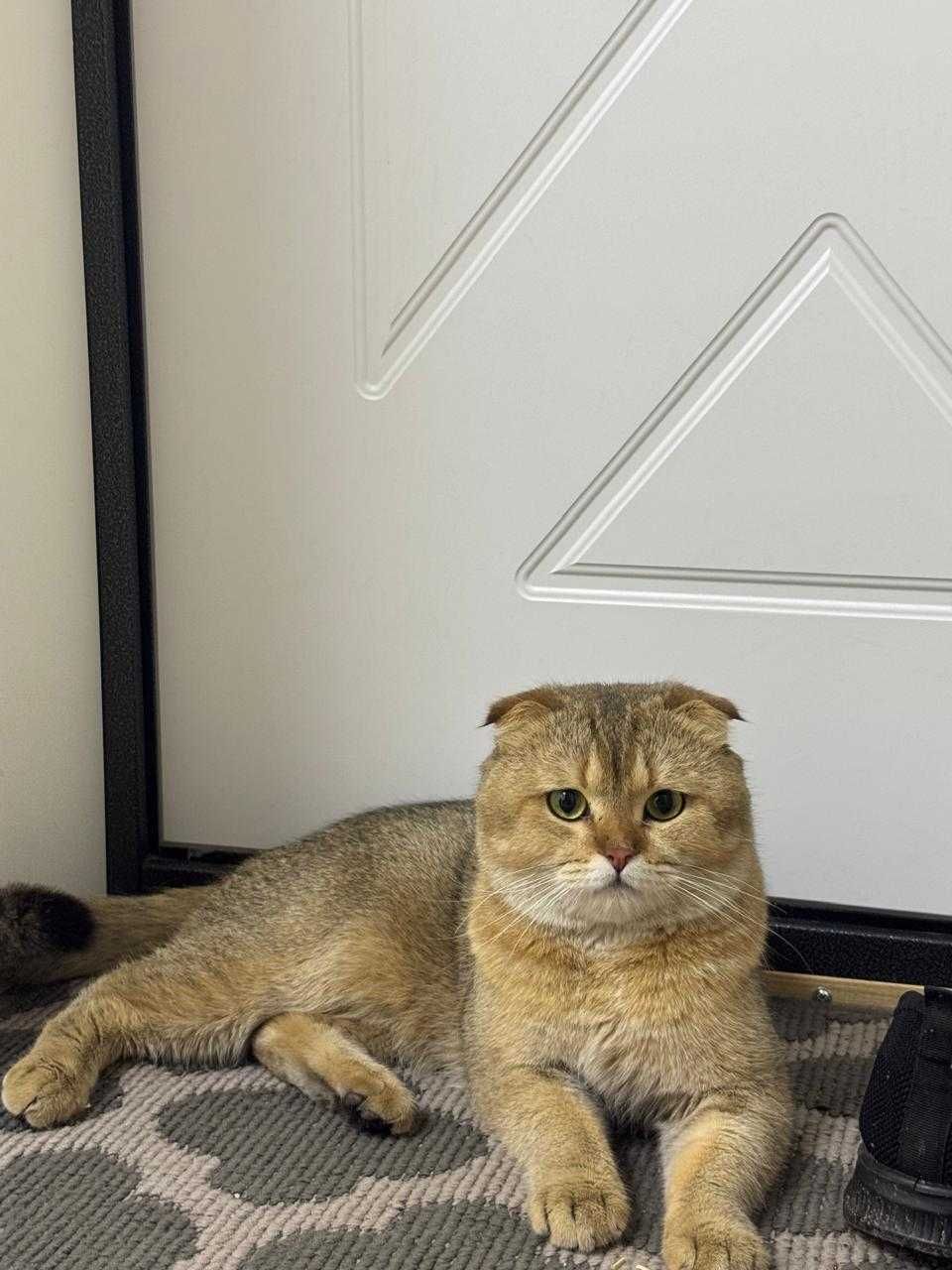 Очаровательные котята