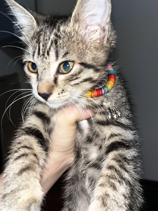 Үш айлық үй мысығы (ұрғашы) – Түркістан