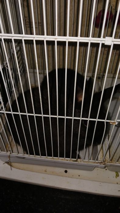 Karlik quyon 2tasi 500min  5 6 oyli