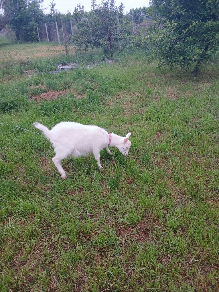 Vând un țap și o iada