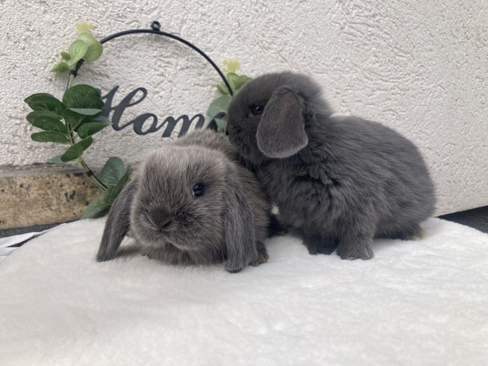 Iepuri pitici de companie berbec pitic/mini lip/holland lop