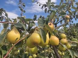 Pomi fructiferi clasici peri