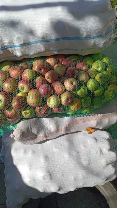 Vand mere pentru suc sau tuica, 1,5 lei Kg.