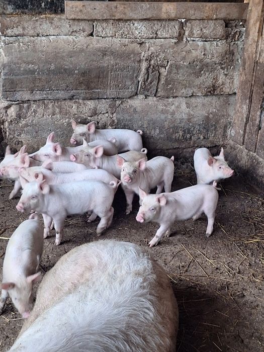 Продавам прасенца