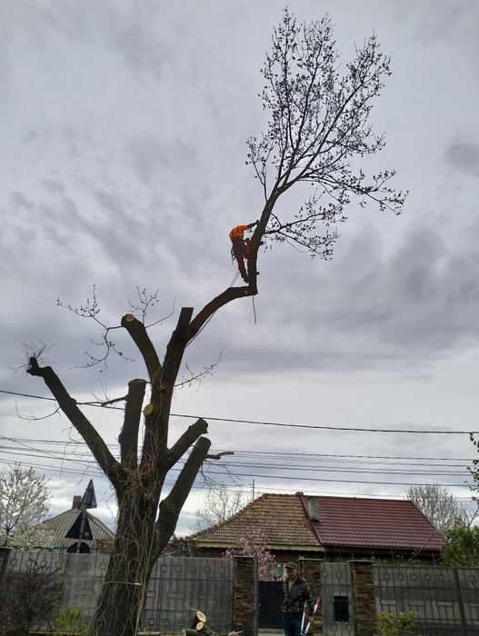 Taieri copaci la înălțime,alpinism utilitar. Elagaj.arbori .