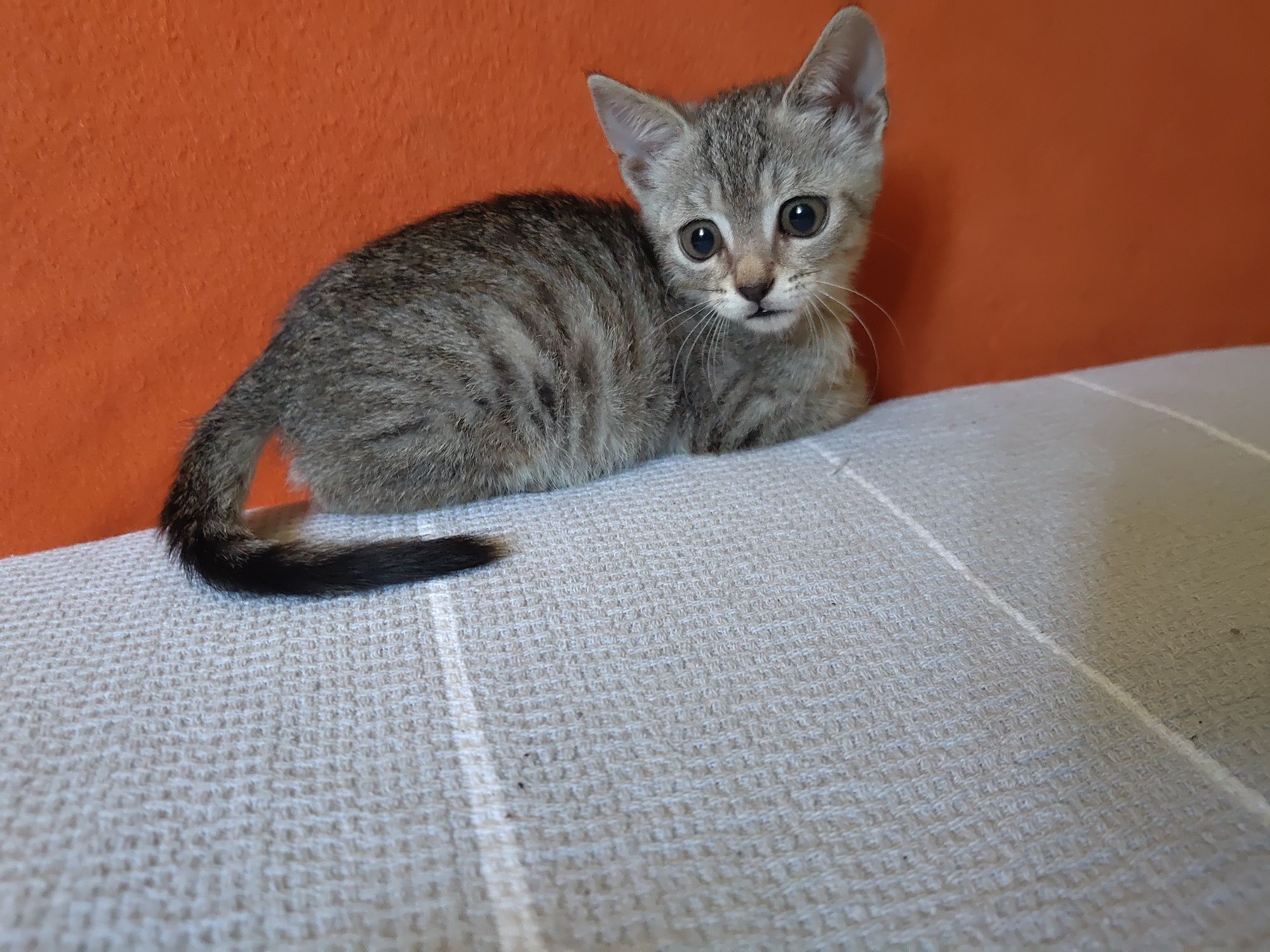 Подарявам котенце