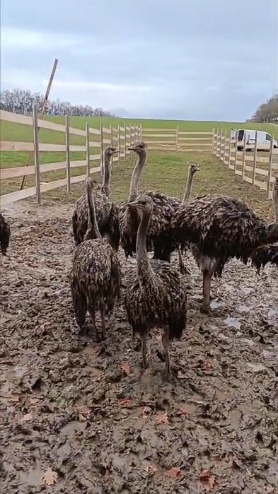 Vând cinci struti