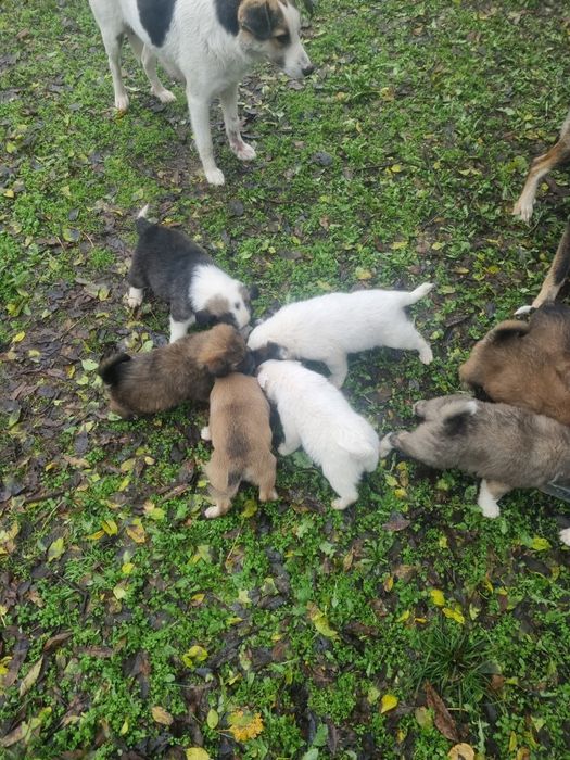 Adopție caini , băieți si fete