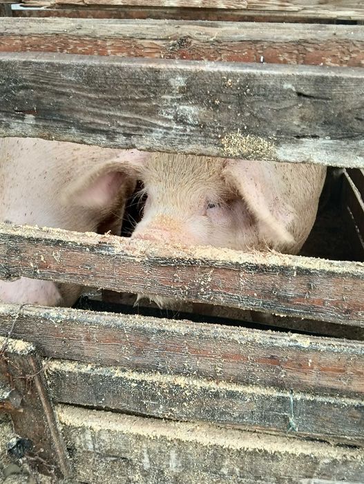 Прасета мъжки скопени