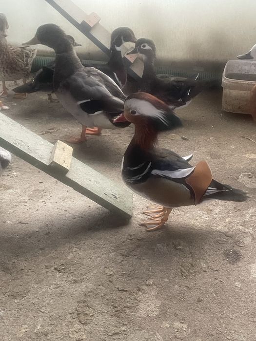 Pereche rațe mandarine si caroline