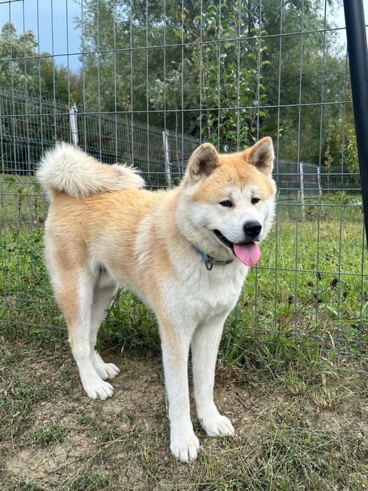 Donez mascul Akita Inu