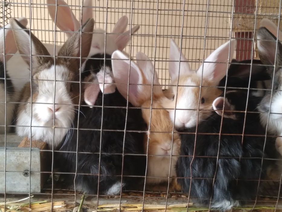 Куёнчалар тезда сотилади