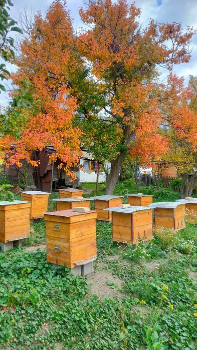 Ульи и другие товары для пасеки