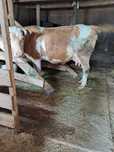 Vaca de vanzare.