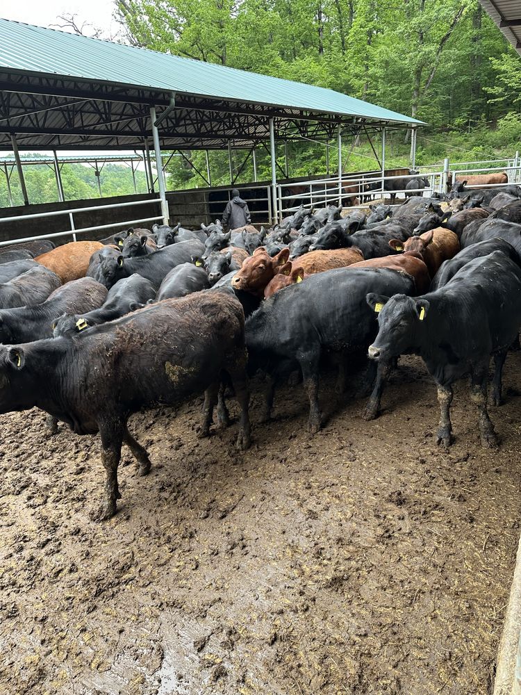 Vand vitele angus