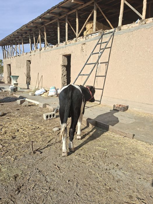 2 бузо сотилади коттаси 11 ойли кичкинаси 5 ойли