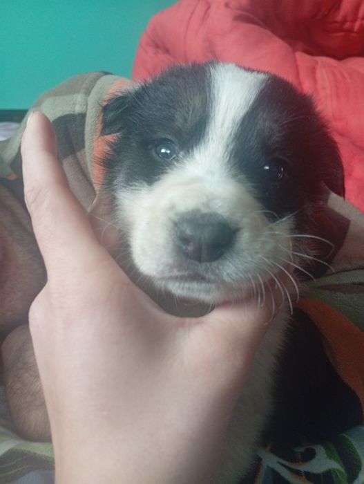 Donez  pui de câine