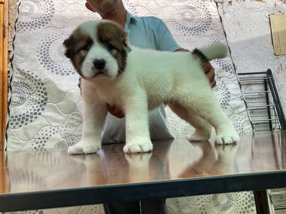 Щенок Алабая ( Супер Гигант )