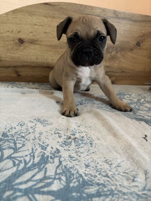 Френски булдог 1 мъжко