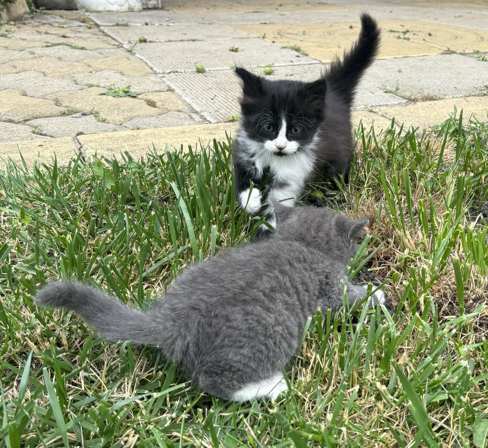 Коте малко мъжко