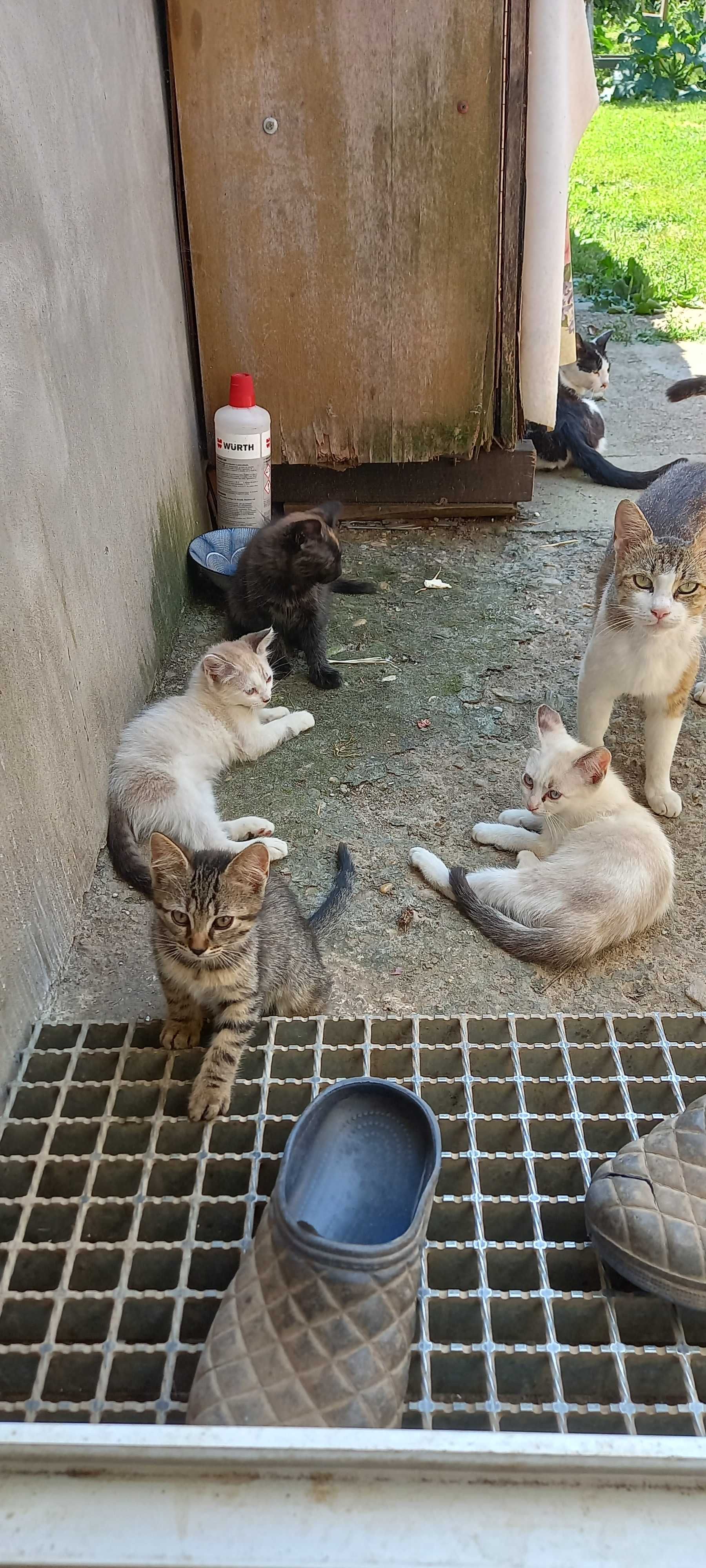 Animalute pentru adoptie