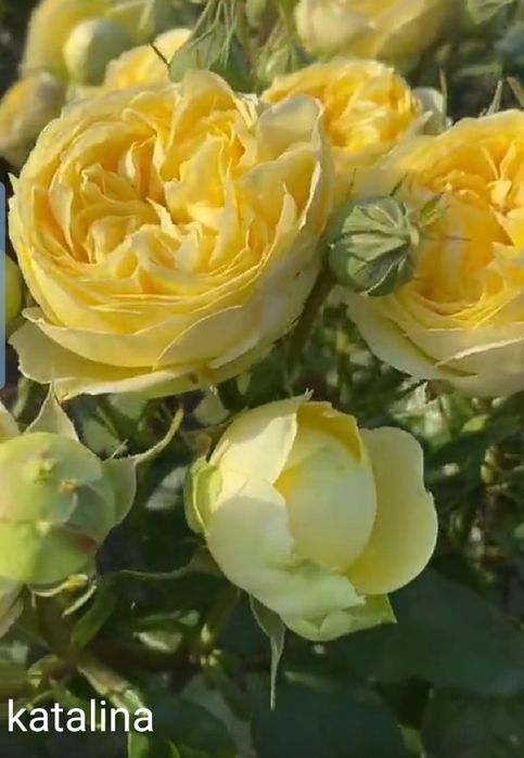 Atirgul kochat va kozlari