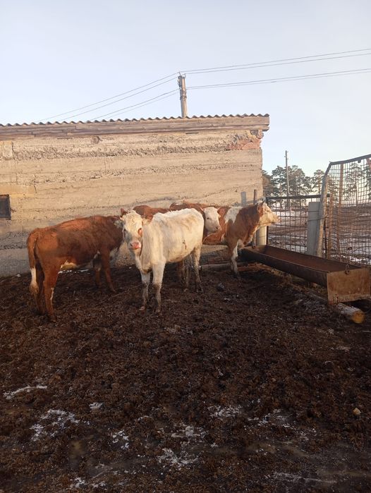 Продаются телки 4 головы порода симментал полтора года