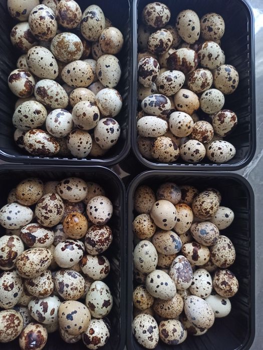 Продам перепелиные яйца