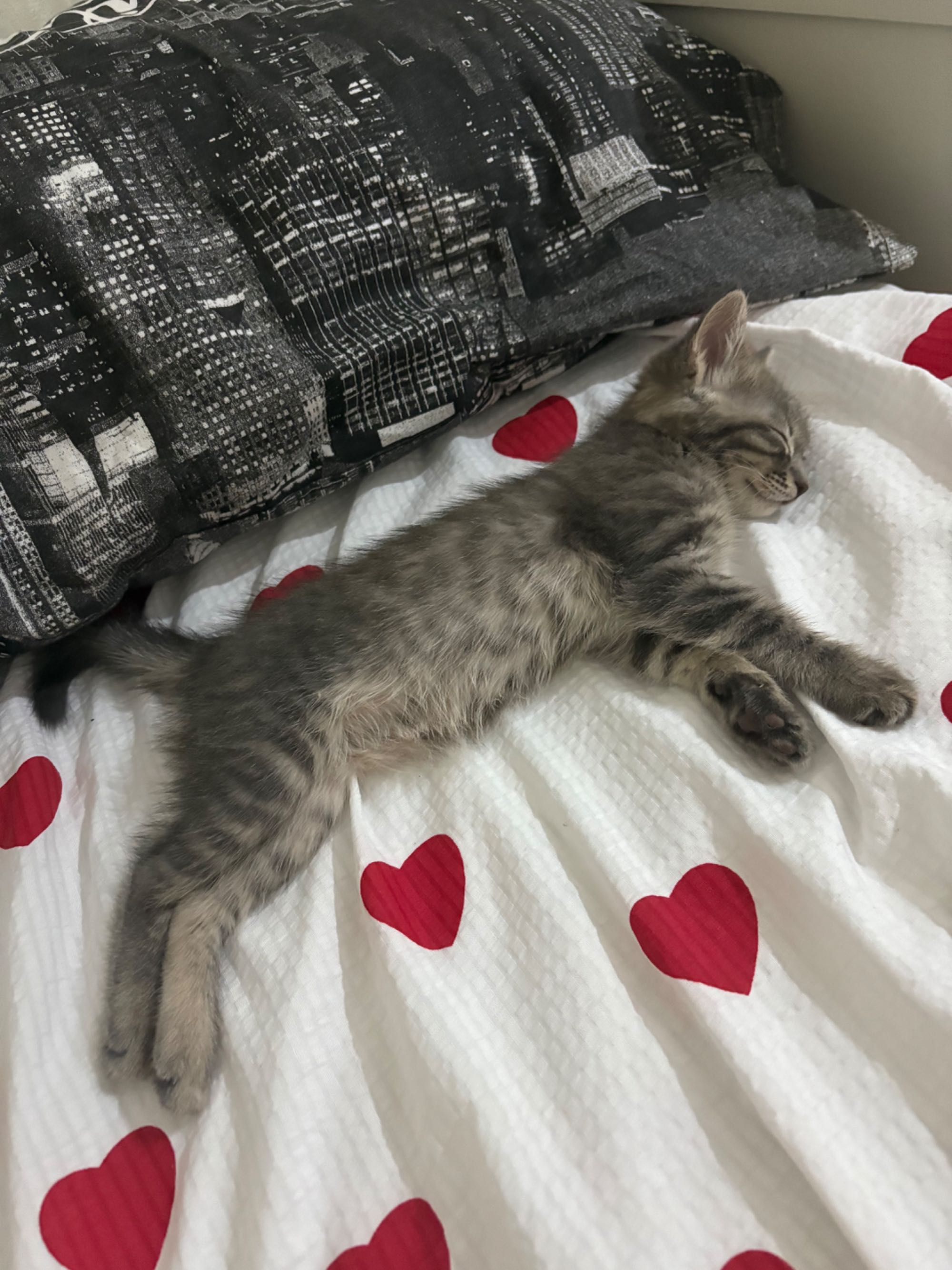 Котёнок девочка в добрые руки
