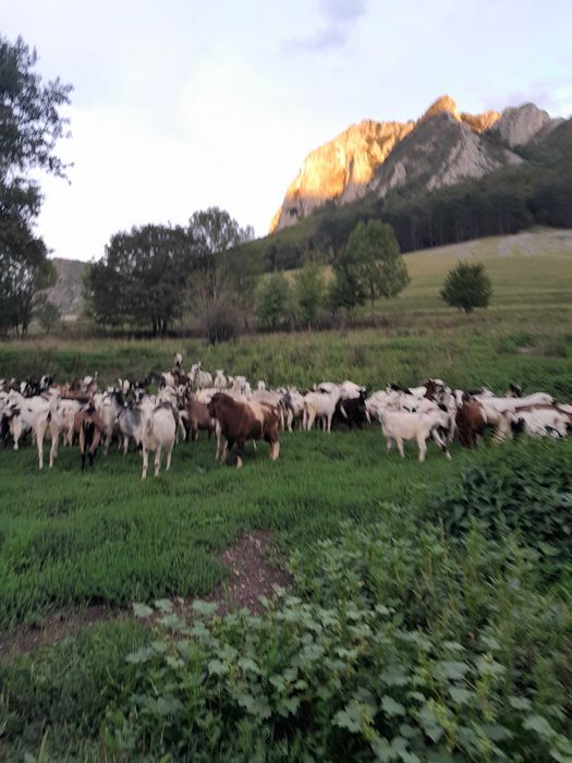 Capre de vinzare Rimete jud.Alba