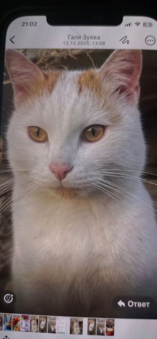 Отдам кота в добрые руки