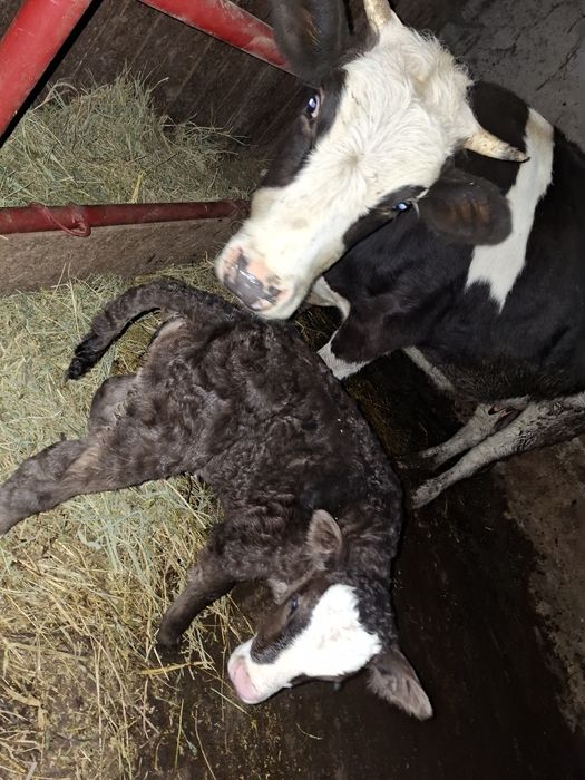 Vând 4 vițele sugare și o vaca.