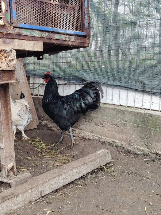 Vând cocos australorp negru
