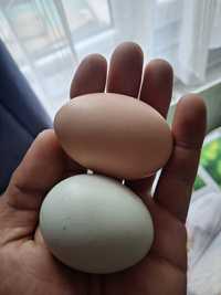 Vând ouă de casă