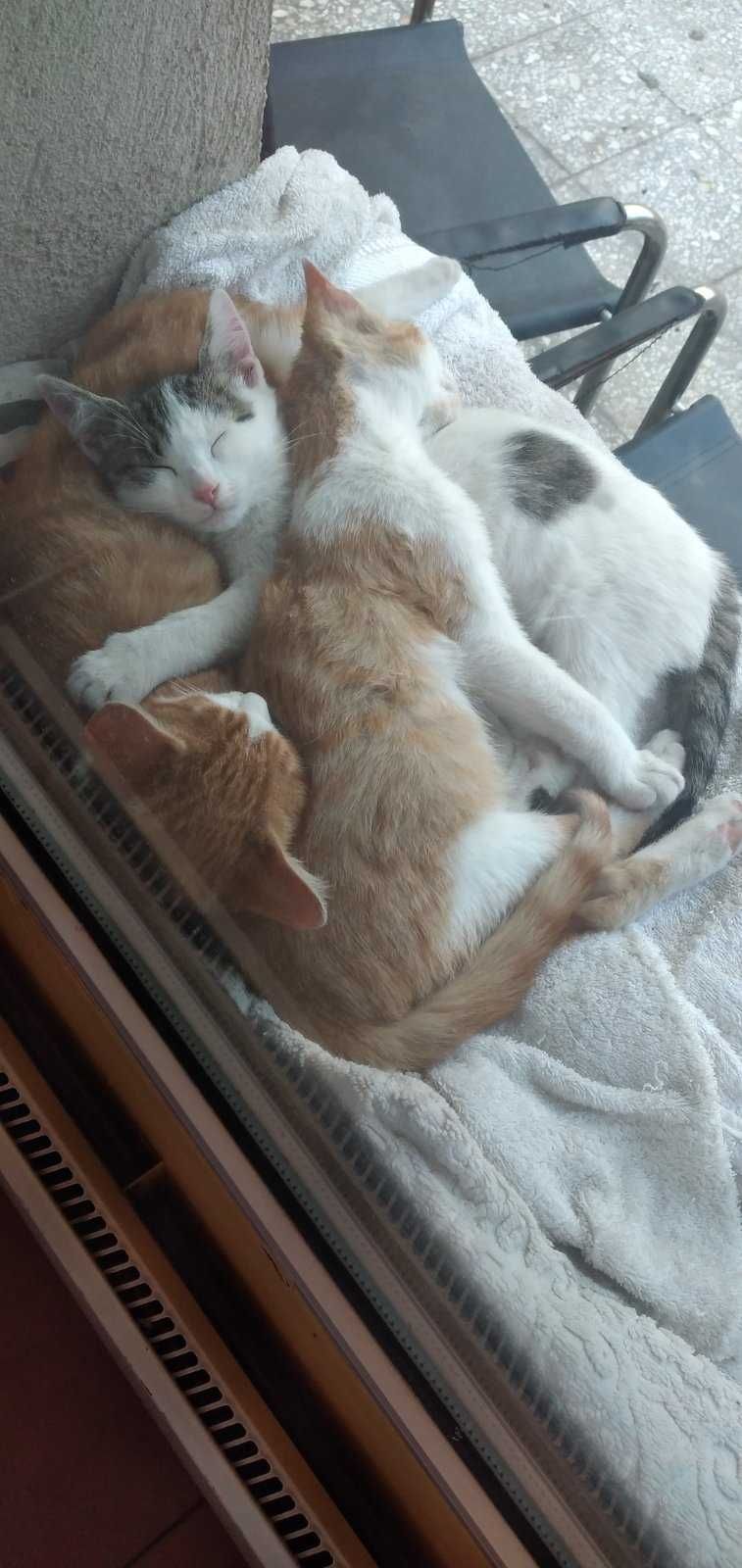 Котета на около 2 месеца в гр.София, Лозенец