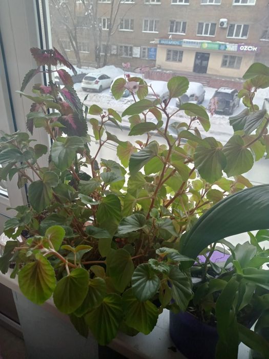 Продам цветы и острый комнатный перец