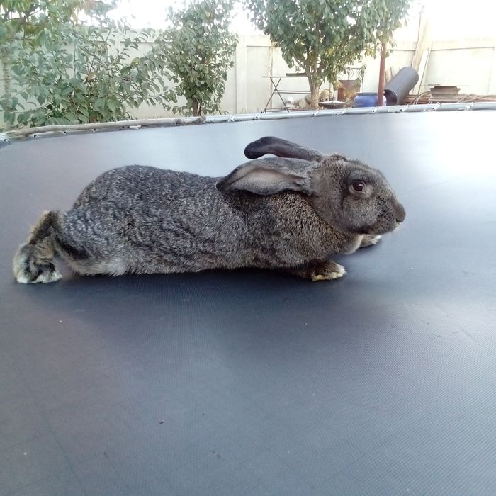 Vând iepuriță din rasa belgian