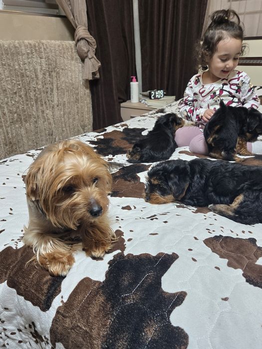 Чистокръвни Йорки – 2-месечни малки сладури!