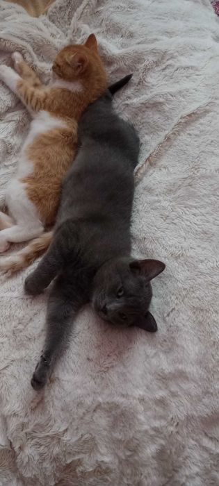 Котенца на два месеца търсят дом